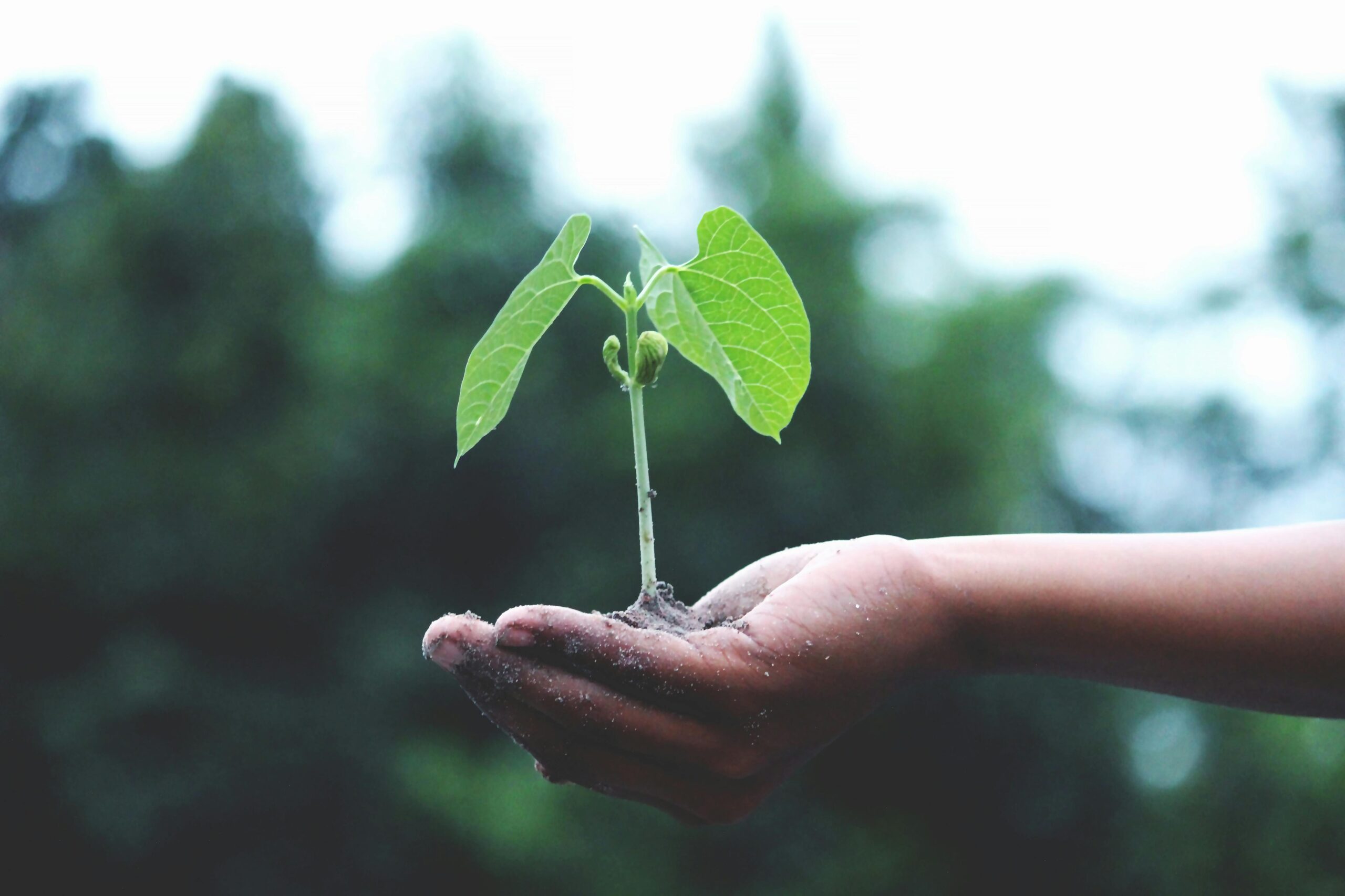 Hands holding a young plant